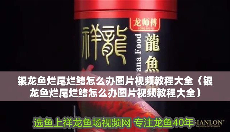 銀龍魚爛尾爛鰭怎么辦圖片視頻教程大全（銀龍魚爛尾爛鰭怎么辦圖片視頻教程大全）