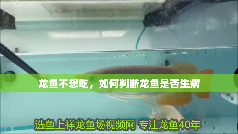 龍魚不想吃，如何判斷龍魚是否生病