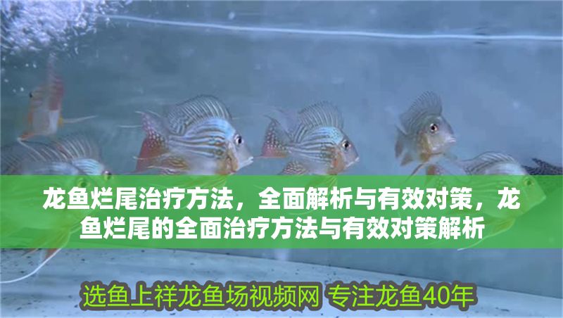 龍魚爛尾治療方法，全面解析與有效對策，龍魚爛尾的全面治療方法與有效對策解析 龍魚爛尾治療方法，全面解析與有效對策，龍魚爛尾的全面治療方法與有效對策解析 龍魚常見疾病 第1張