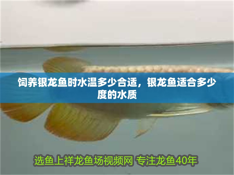 飼養(yǎng)銀龍魚時(shí)水溫多少合適，銀龍魚適合多少度的水質(zhì)