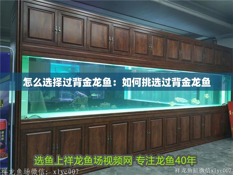 怎么選擇過背金龍魚：如何挑選過背金龍魚