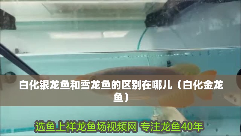 白化銀龍魚和雪龍魚的區別在哪兒（白化金龍魚）