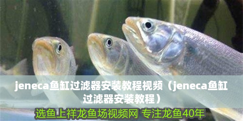 jeneca魚缸過濾器安裝教程視頻（jeneca魚缸過濾器安裝教程） jeneca魚缸過濾器安裝教程視頻（jeneca魚缸過濾器安裝教程） 魚缸百科