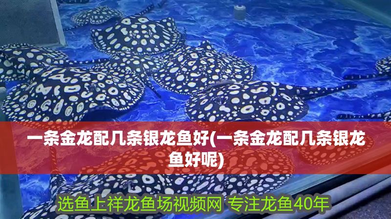 一條金龍配幾條銀龍魚好(一條金龍配幾條銀龍魚好呢)