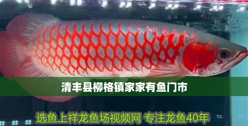 清豐縣柳格鎮家家有魚門市 清豐縣柳格鎮家家有魚門市 全國水族館企業名錄