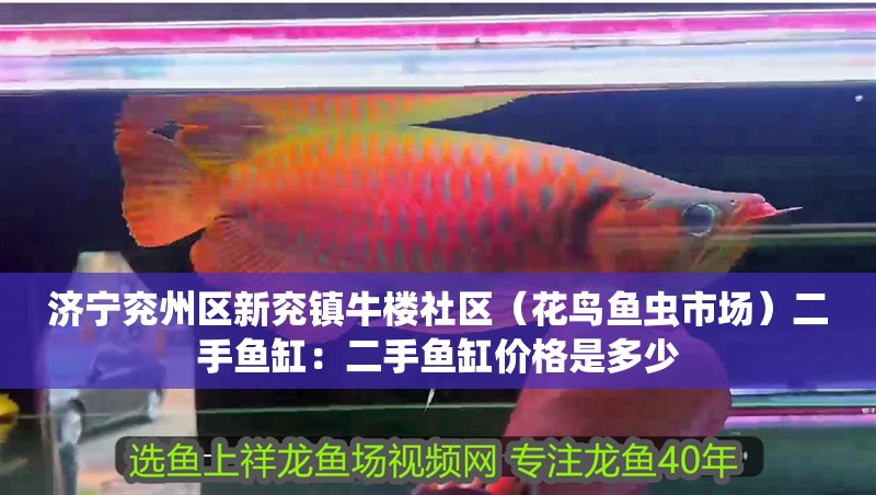 濟寧兗州區新兗鎮牛樓社區（花鳥魚蟲市場）二手魚缸：二手魚缸價格是多少