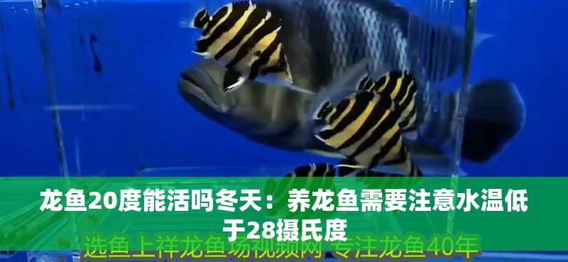 龍魚20度能活嗎冬天：養龍魚需要注意水溫低于28攝氏度