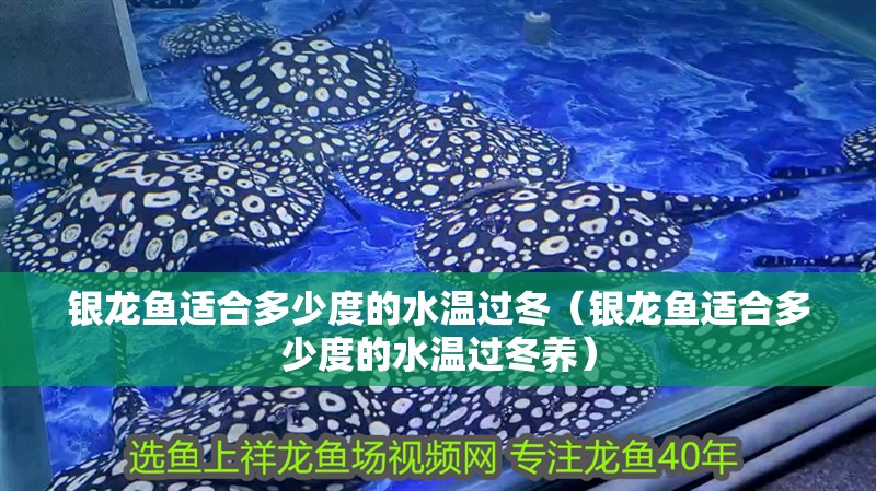 銀龍魚適合多少度的水溫過冬（銀龍魚適合多少度的水溫過冬養）