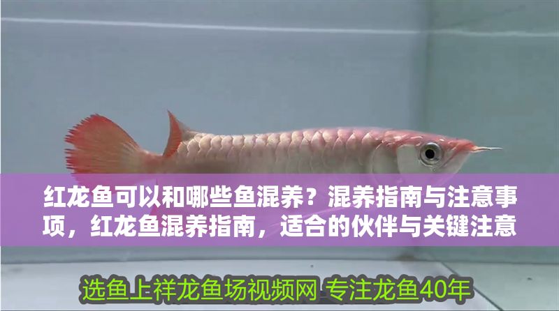 紅龍魚可以和哪些魚混養？混養指南與注意事項，紅龍魚混養指南，適合的伙伴與關鍵注意事項 紅龍魚可以和哪些魚混養？混養指南與注意事項，紅龍魚混養指南，適合的伙伴與關鍵注意事項 龍魚百科 第1張
