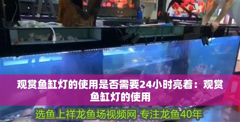 觀賞魚缸燈的使用是否需要24小時亮著：觀賞魚缸燈的使用