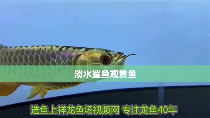 淡水鯊魚(yú)觀賞魚(yú)