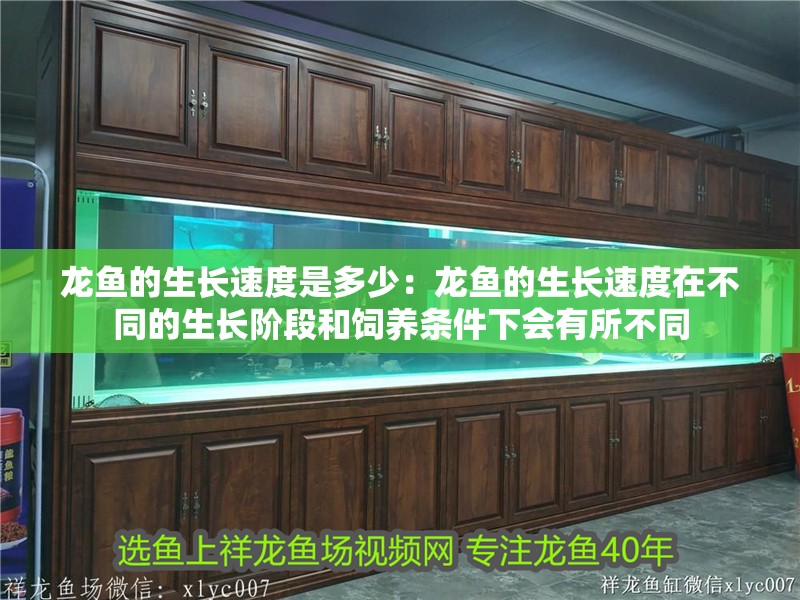 龍魚的生長速度是多少：龍魚的生長速度在不同的生長階段和飼養(yǎng)條件下會(huì)有所不同