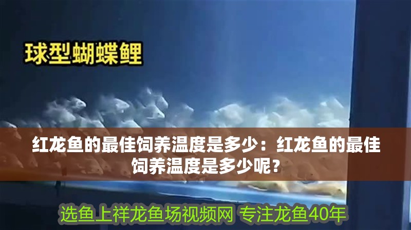 紅龍魚的最佳飼養溫度是多少：紅龍魚的最佳飼養溫度是多少呢？