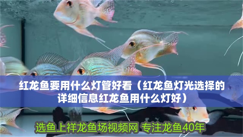 紅龍魚(yú)要用什么燈管好看（紅龍魚(yú)燈光選擇的詳細(xì)信息紅龍魚(yú)用什么燈好）