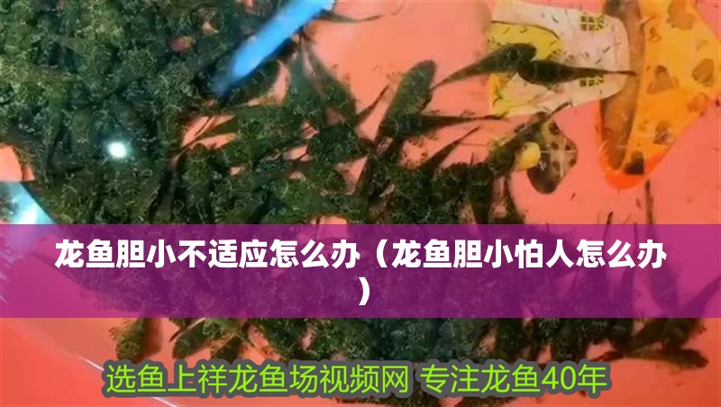 龍魚膽小不適應(yīng)怎么辦（龍魚膽小怕人怎么辦）