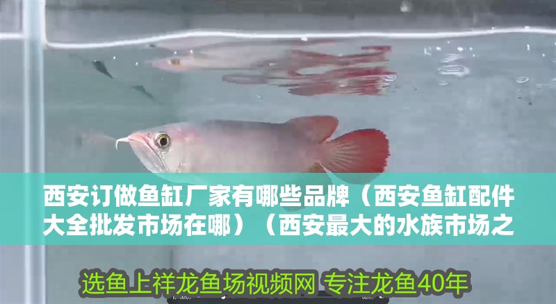 西安訂做魚缸廠家有哪些品牌（西安魚缸配件大全批發市場在哪）（西安最大的水族市場之一魚缸市場之一）