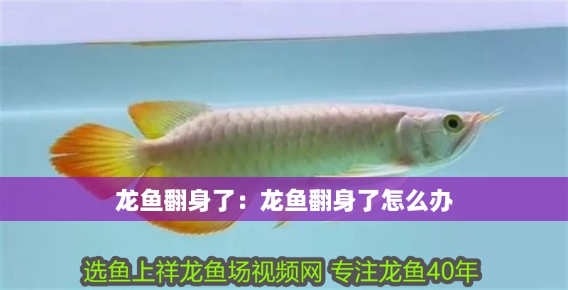 龍魚翻身了：龍魚翻身了怎么辦