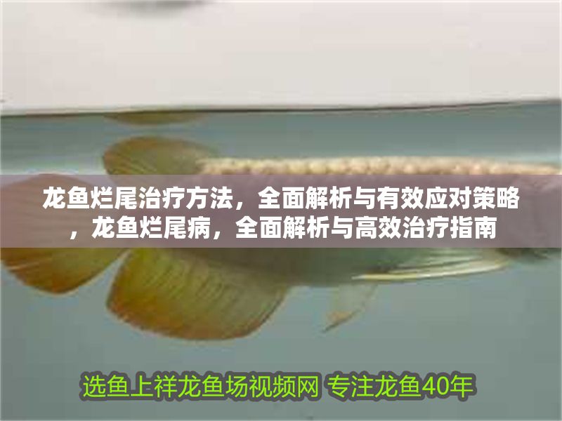 龍魚爛尾治療方法，全面解析與有效應(yīng)對(duì)策略，龍魚爛尾病，全面解析與高效治療指南