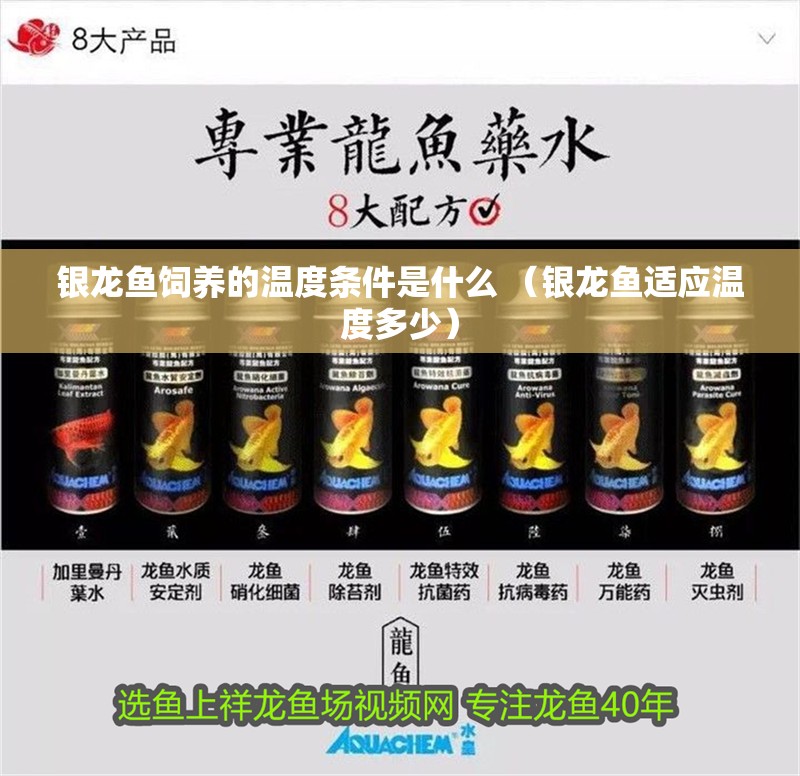 銀龍魚飼養的溫度條件是什么 （銀龍魚適應溫度多少）