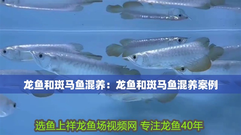 龍魚和斑馬魚混養：龍魚和斑馬魚混養案例