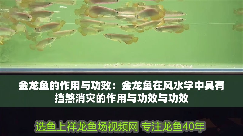 金龍魚的作用與功效：金龍魚在風水學中具有擋煞消災的作用與功效與功效