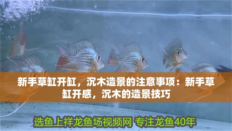 新手草缸開缸，沉木造景的注意事項：新手草缸開感，沉木的造景技巧