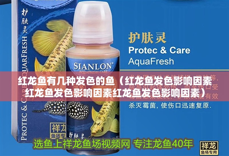 紅龍魚(yú)有幾種發(fā)色的魚(yú)（紅龍魚(yú)發(fā)色影響因素紅龍魚(yú)發(fā)色影響因素紅龍魚(yú)發(fā)色影響因素）