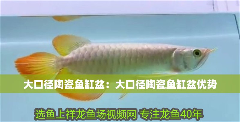 大口徑陶瓷魚缸盆：大口徑陶瓷魚缸盆優(yōu)勢