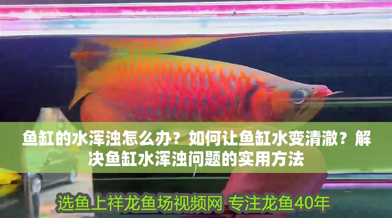 魚缸的水渾濁怎么辦？如何讓魚缸水變清澈？解決魚缸水渾濁問題的實用方法