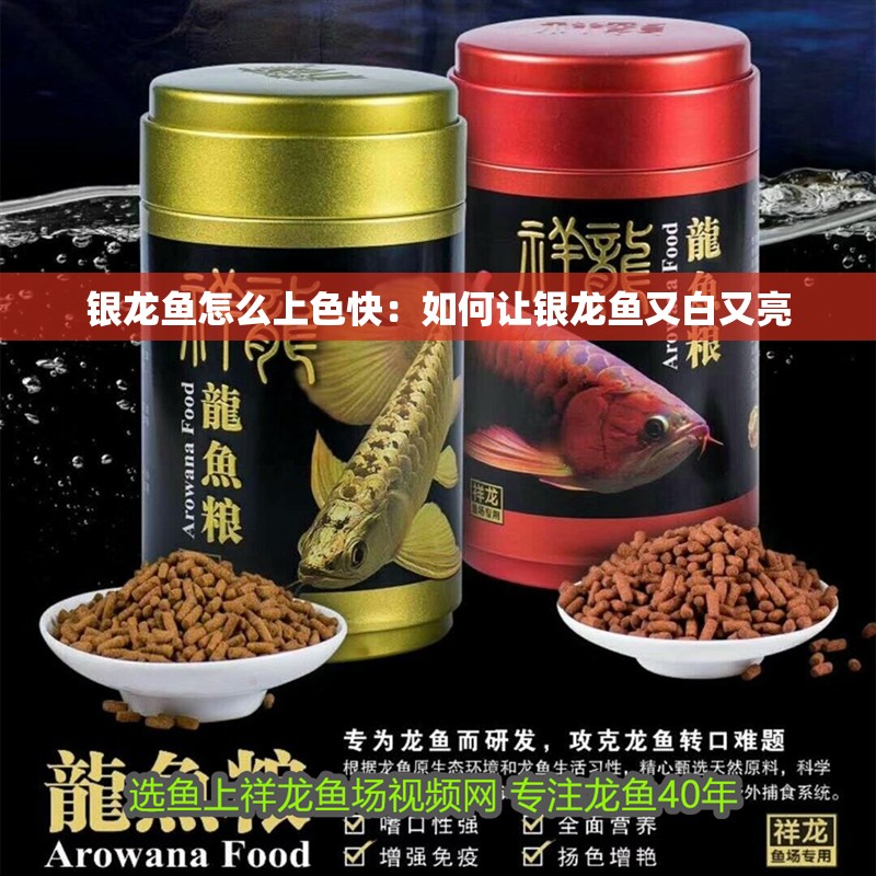 銀龍魚怎么上色快：如何讓銀龍魚又白又亮