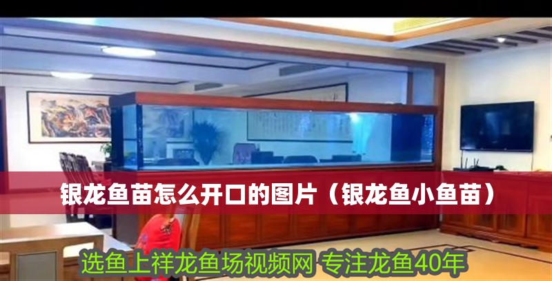 銀龍魚苗怎么開口的圖片（銀龍魚小魚苗）