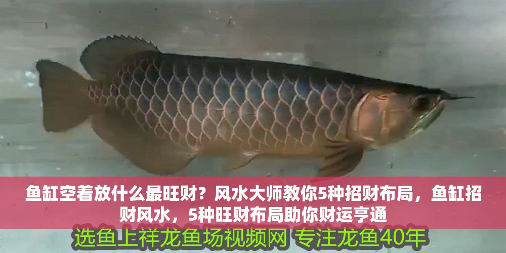 魚缸空著放什么最旺財？風水大師教你5種招財布局，魚缸招財風水，5種旺財布局助你財運亨通