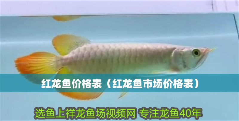 紅龍魚價格表（紅龍魚市場價格表） 紅龍魚價格表（紅龍魚市場價格表） 龍魚百科