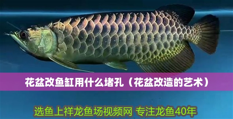 花盆改魚缸用什么堵孔（花盆改造的藝術(shù)）