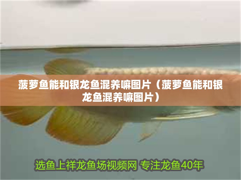 菠蘿魚能和銀龍魚混養嘛圖片（菠蘿魚能和銀龍魚混養嘛圖片）