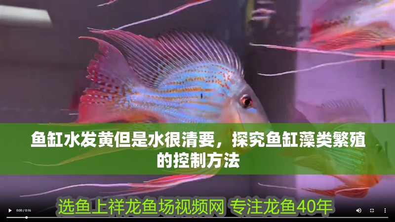 魚缸水發黃但是水很清要，探究魚缸藻類繁殖的控制方法