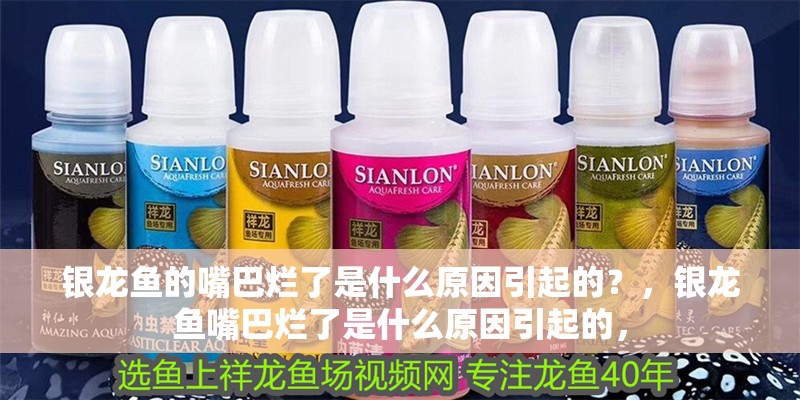 銀龍魚的嘴巴爛了是什么原因引起的？，銀龍魚嘴巴爛了是什么原因引起的， 銀龍魚的嘴巴爛了是什么原因引起的？，銀龍魚嘴巴爛了是什么原因引起的， 銀龍魚百科