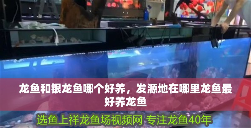 龍魚和銀龍魚哪個好養，發源地在哪里龍魚最好養龍魚