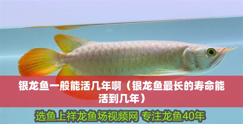 銀龍魚一般能活幾年?。ㄣy龍魚最長的壽命能活到幾年）