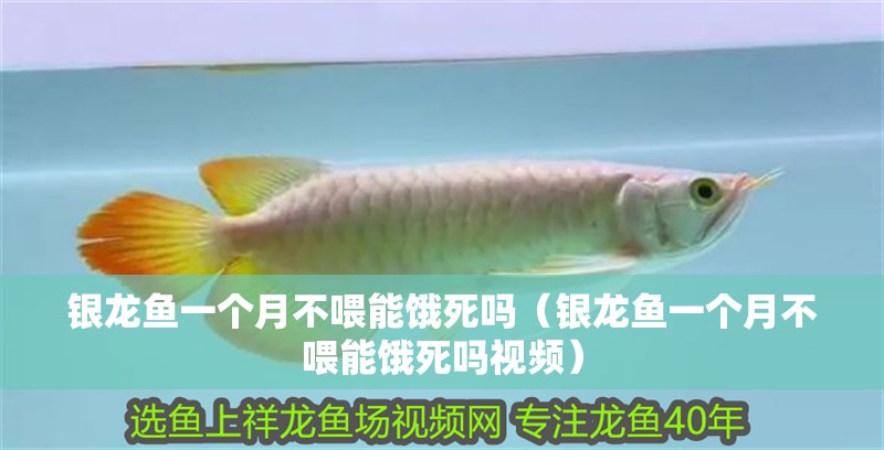 銀龍魚一個月不喂能餓死嗎（銀龍魚一個月不喂能餓死嗎視頻）
