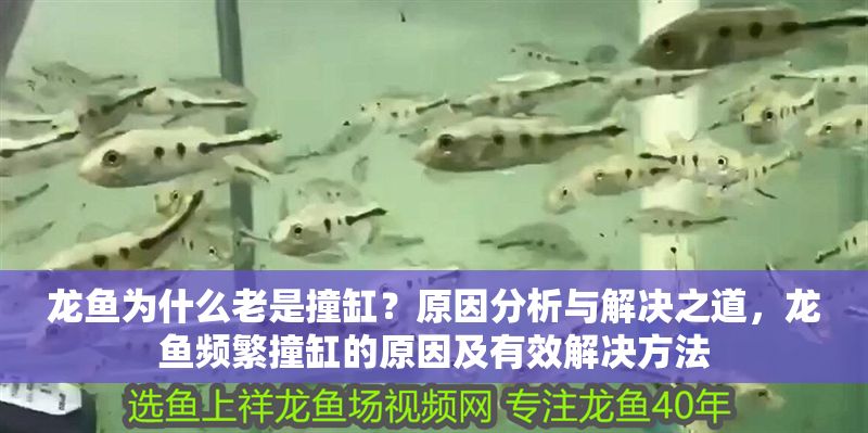 龍魚為什么老是撞缸?原因分析與解決之道,龍魚頻繁撞缸的原因及有效解決方法