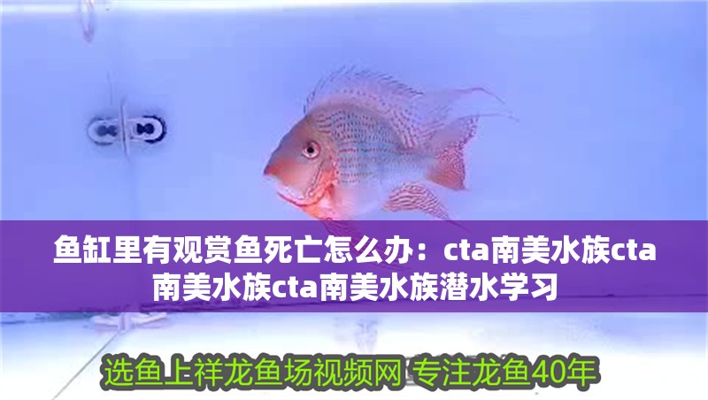 魚缸里有觀賞魚死亡怎么辦：cta南美水族cta南美水族cta南美水族潛水學(xué)習(xí)