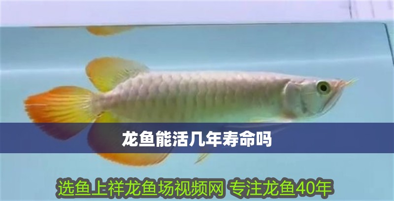 龍魚能活幾年壽命嗎
