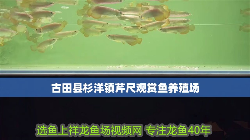 <strong><mark>古田</mark></strong>縣杉洋鎮芹尺觀賞魚養殖場