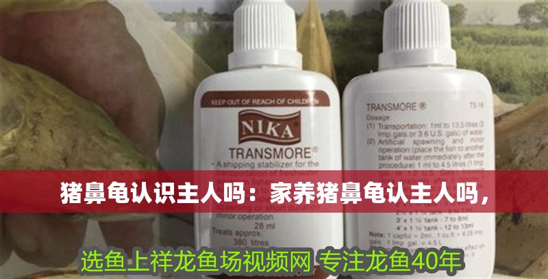 豬鼻龜認識主人嗎：家養豬鼻龜認主人嗎，