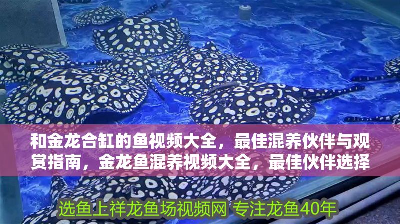 和金龍合缸的魚視頻大全，最佳混養伙伴與觀賞指南，金龍魚混養視頻大全，最佳伙伴選擇與觀賞指南