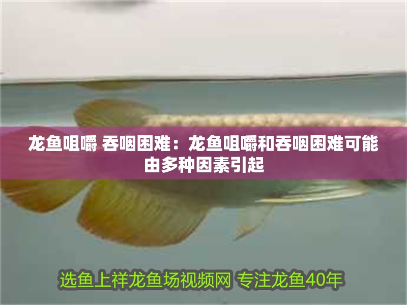 魚缸用增氧泵價格是多少:魚缸增氧機-xtrac增氧機-xtrac增氧機 龍魚咀嚼 吞咽困難:龍魚咀嚼和吞咽困難可能由多種因素引起 龍魚百科 龍魚咀嚼 吞咽困難:龍魚咀嚼和吞咽困難可能由多種因素引起 龍魚咀嚼 吞咽困難:龍魚咀嚼和吞咽困難可能由多種因素引起 龍魚百科