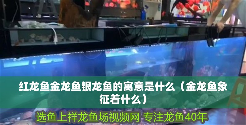 紅龍魚金龍魚銀龍魚的寓意是什么（金龍魚象征著什么）