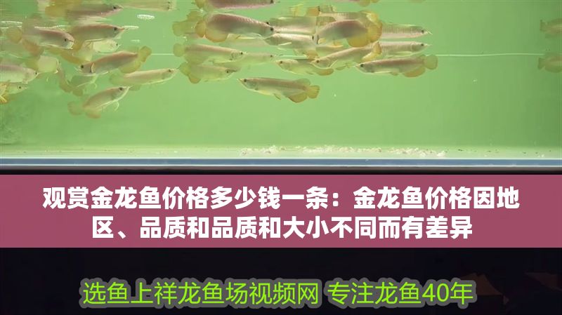觀賞金龍魚價格多少錢一條：金龍魚價格因地區、品質和品質和大小不同而有差異