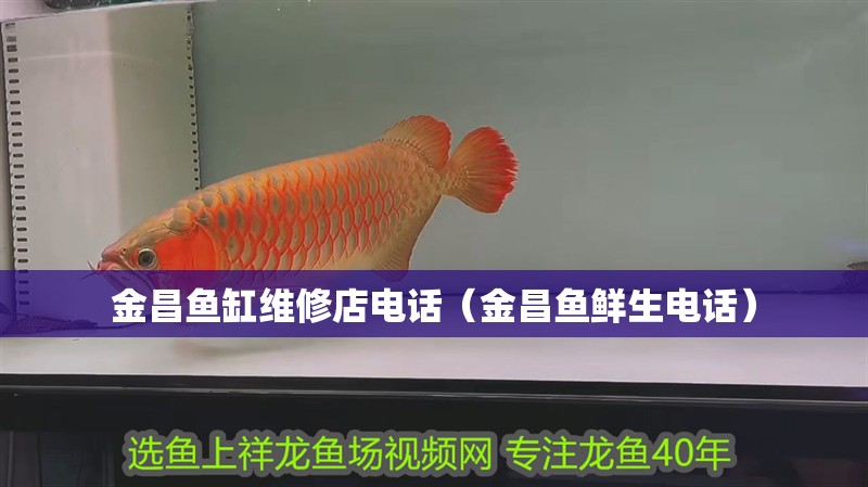 金昌魚缸維修店電話（金昌魚鮮生電話） 金昌魚缸維修店電話（金昌魚鮮生電話） 全國水族館企業名錄